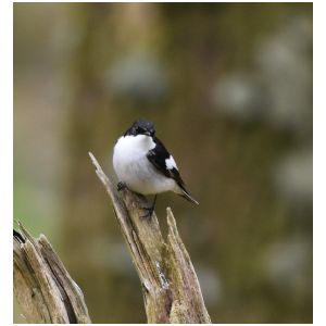 PIED FLYCATCHER